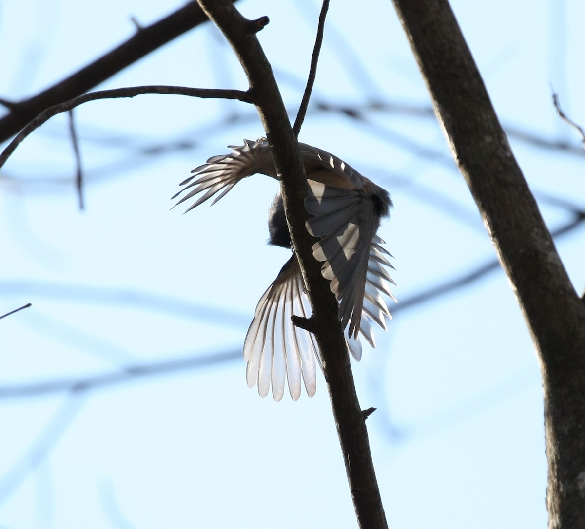 Tufted Titmouse - ML646804566