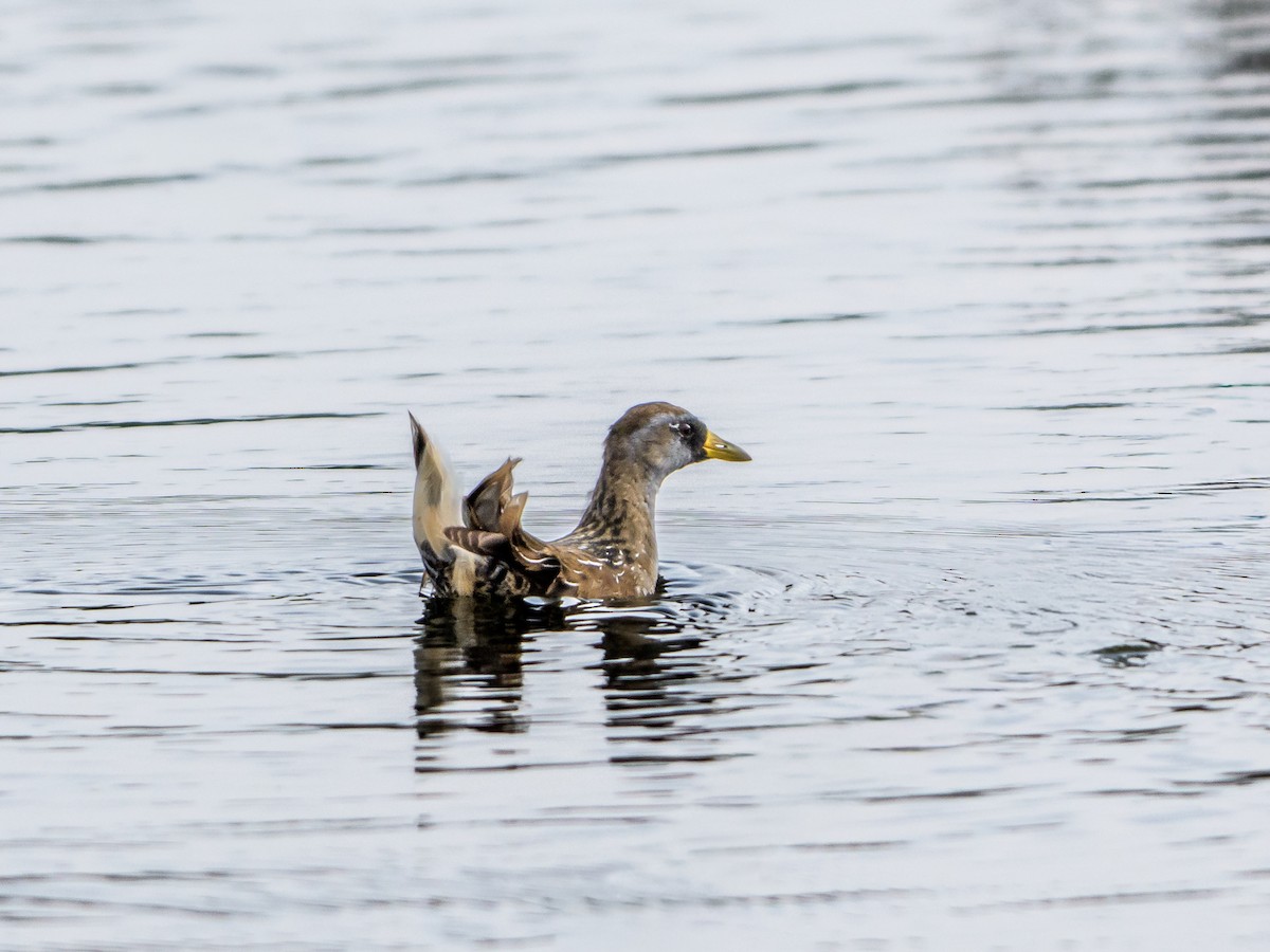 Polluela Sora - ML646804568