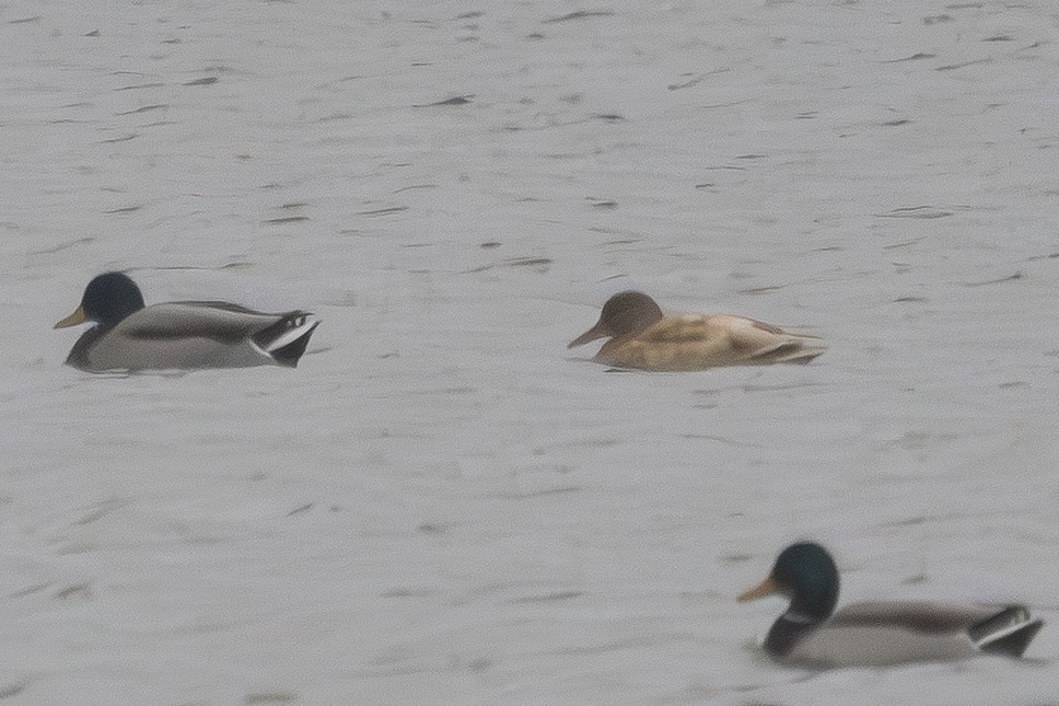 Mallard - ML646804571