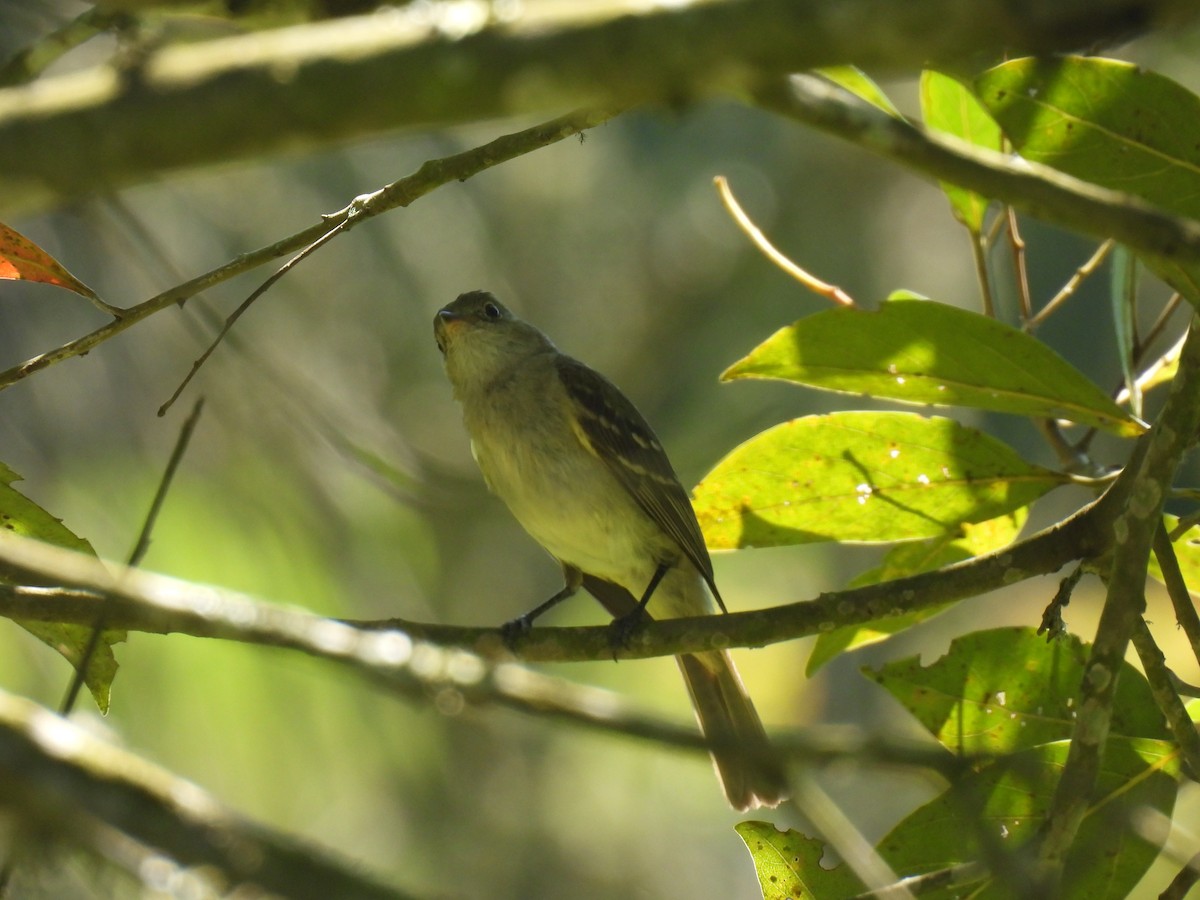 シラギクタイランチョウ属 - ML646804572
