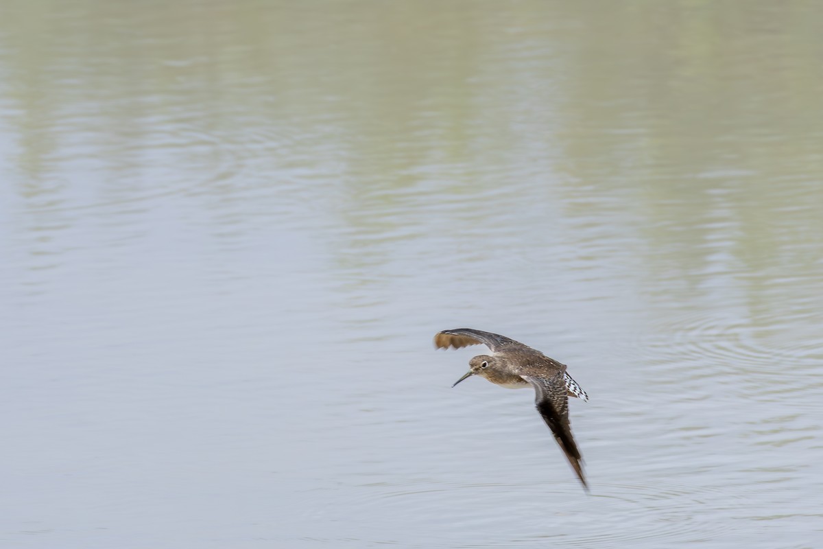 Улит-отшельник - ML646804580