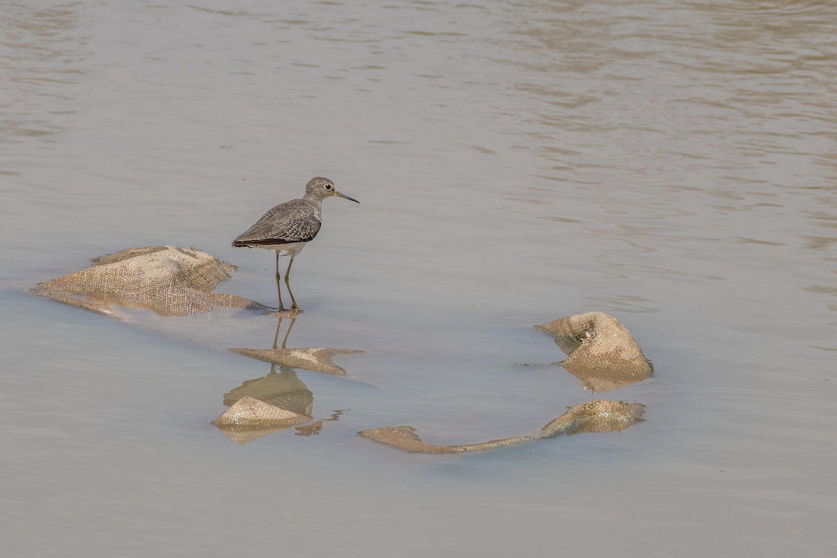 Andarríos Solitario - ML646804581
