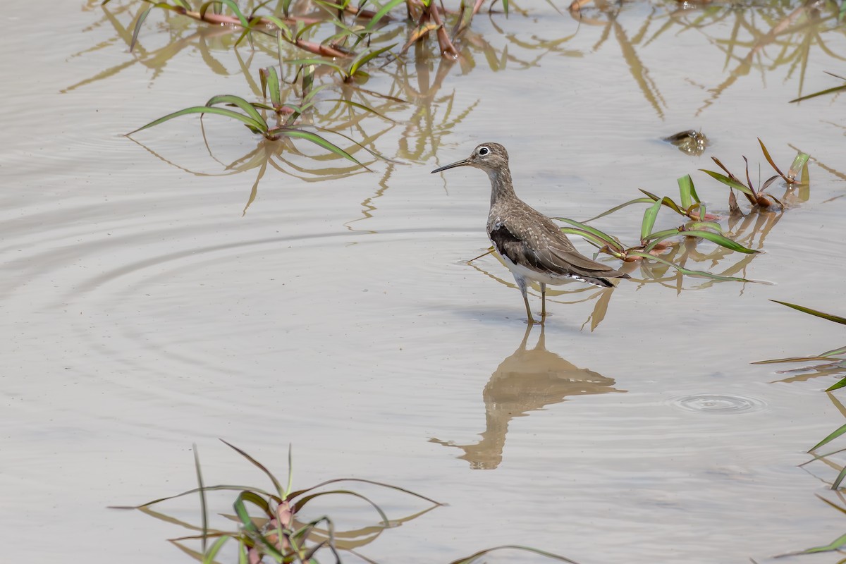 Улит-отшельник - ML646804582