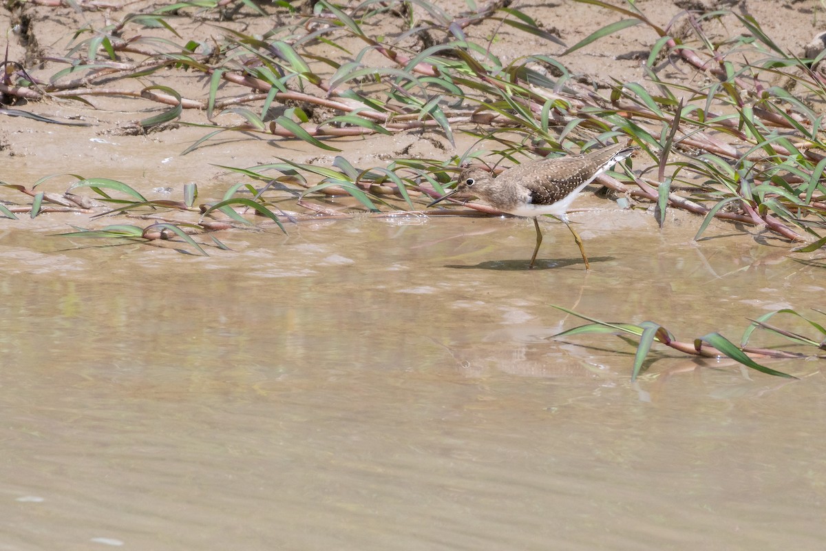 Andarríos Solitario - ML646804583