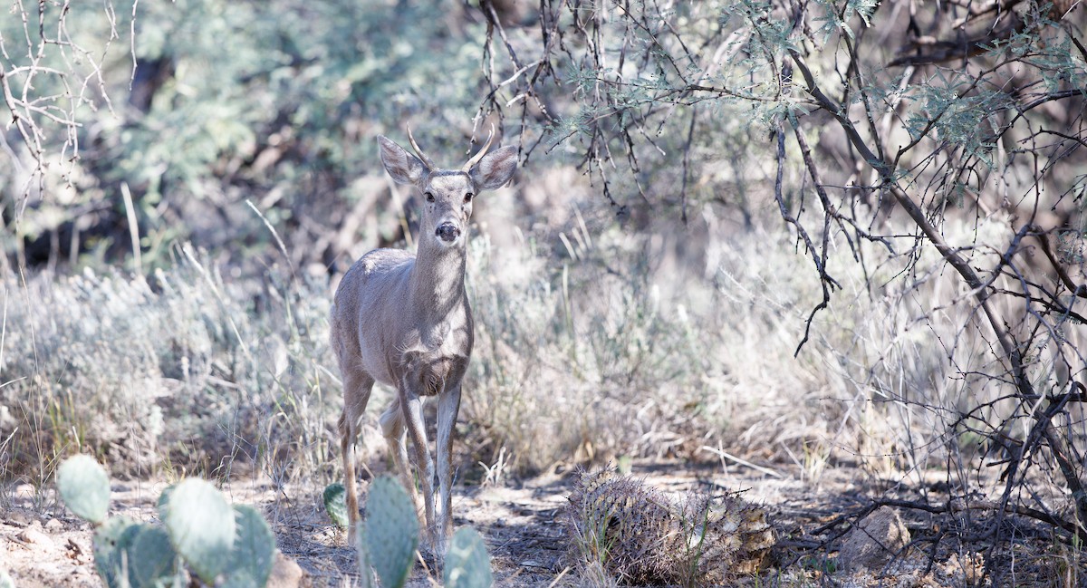 Coues's White-tailed Deer - ML646804585
