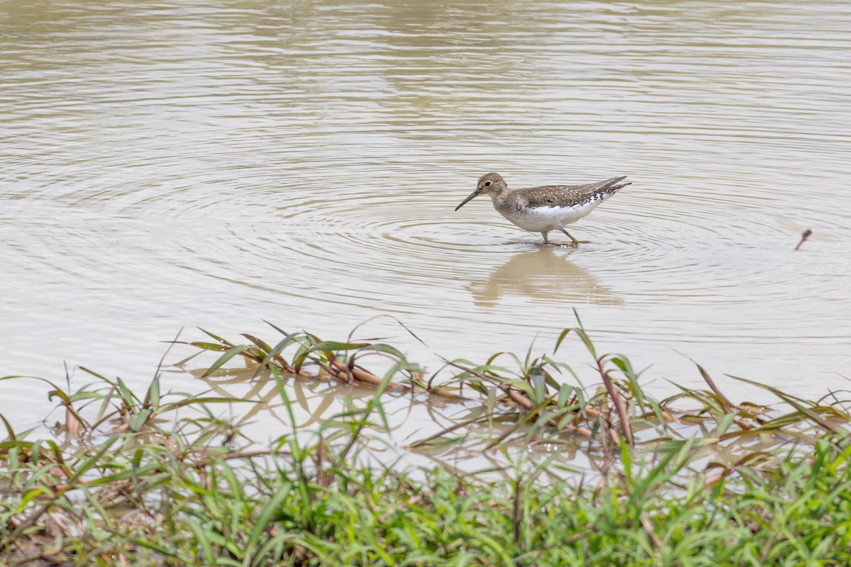 Andarríos Solitario - ML646804586