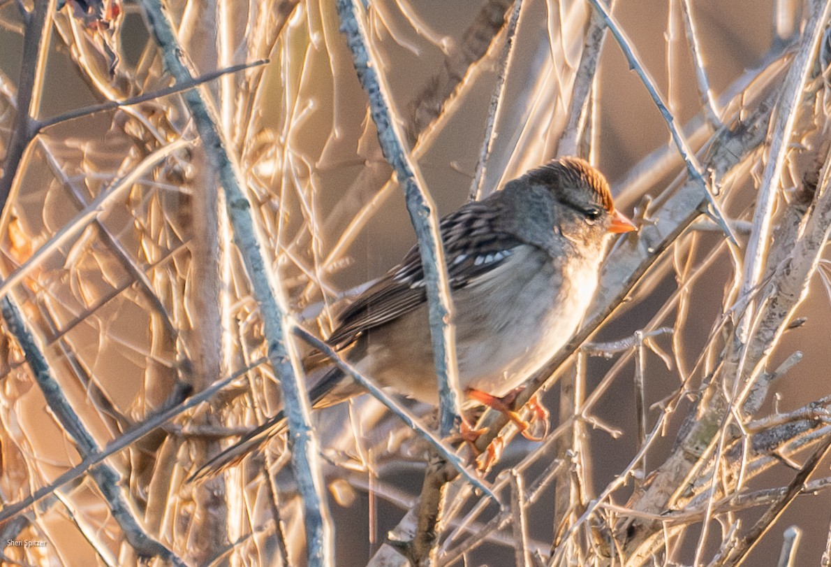 White-crowned Sparrow - ML646804587