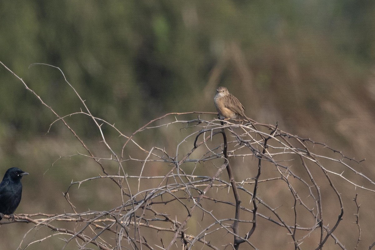 Common Babbler - ML646804588