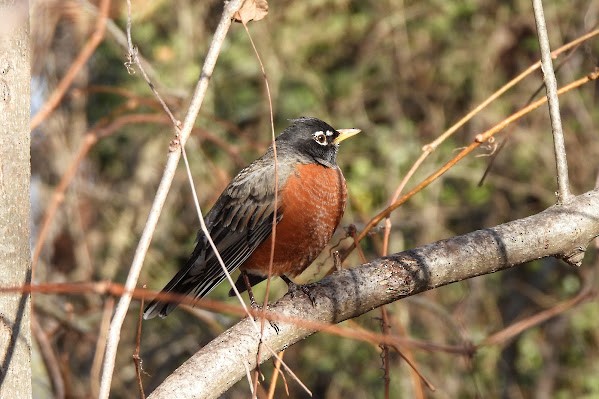 American Robin - ML646804592