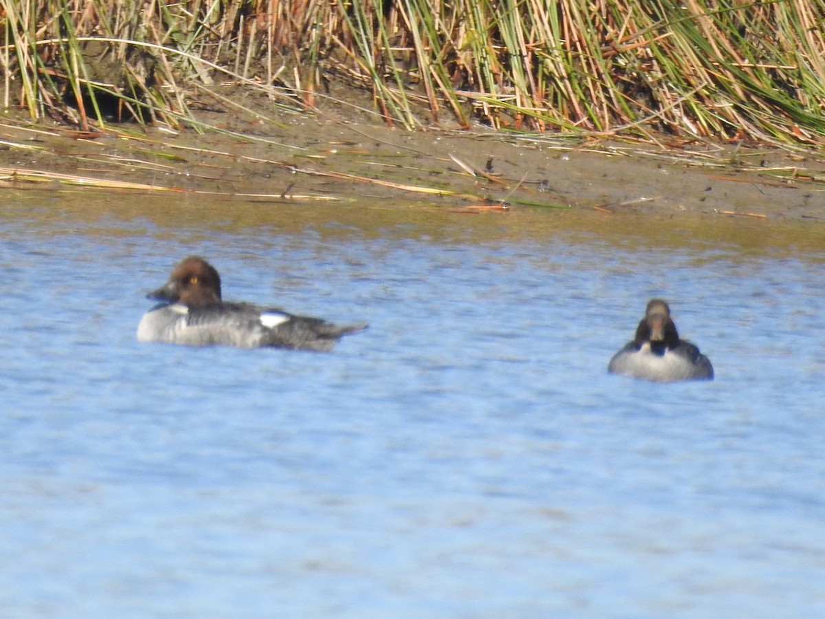 Common Goldeneye - ML646804593