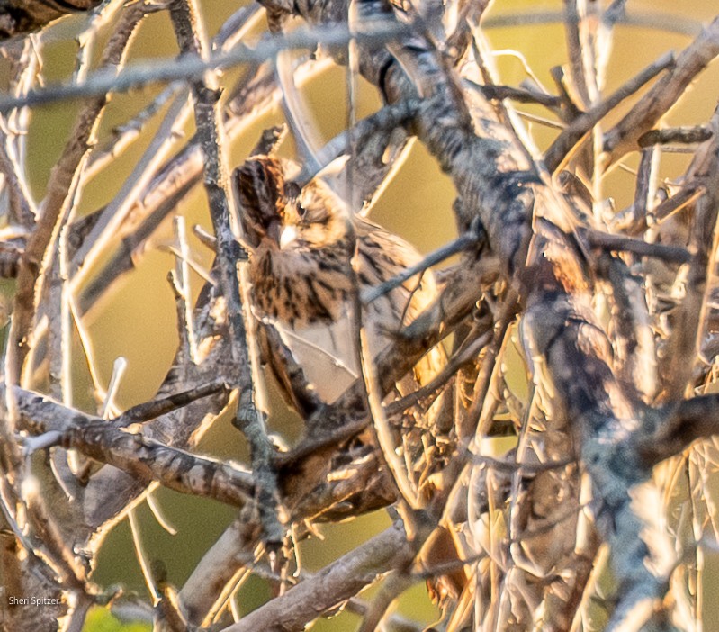 Lincoln's Sparrow - ML646804594