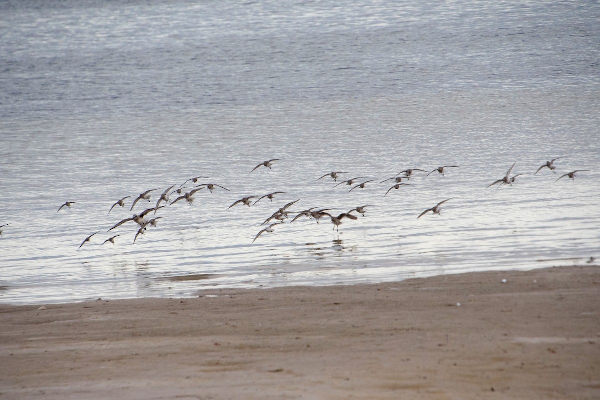 Dunlin - ML646804595