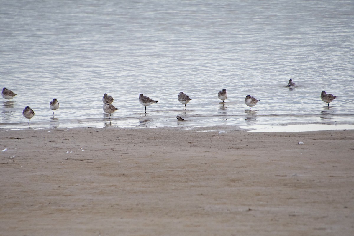 Dunlin - ML646804596