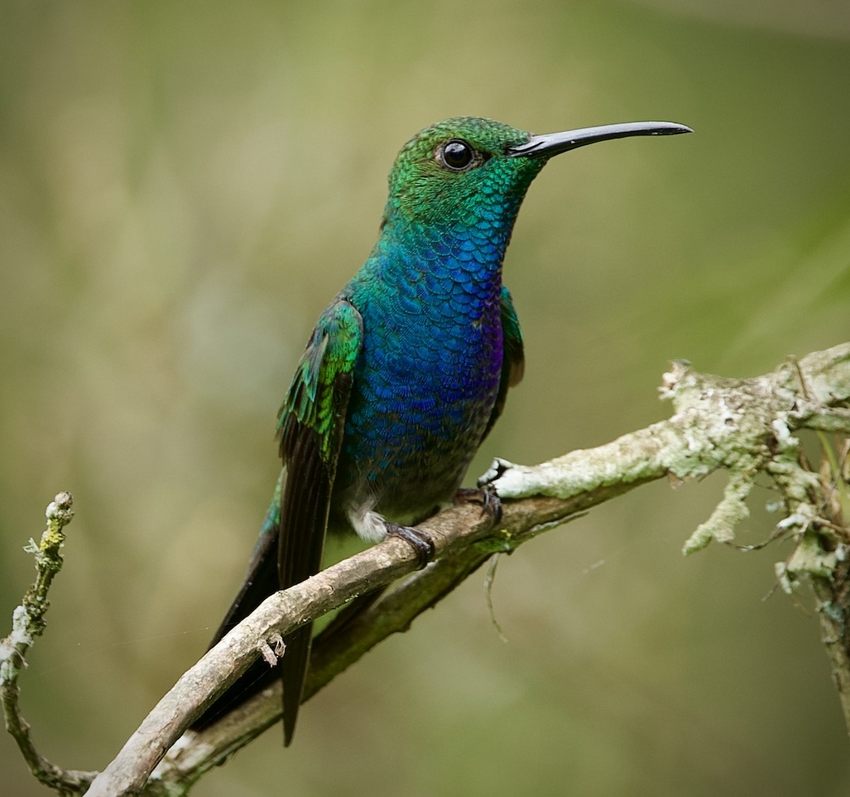 Colibrí de Buffon (caeruleogaster) - ML646804597