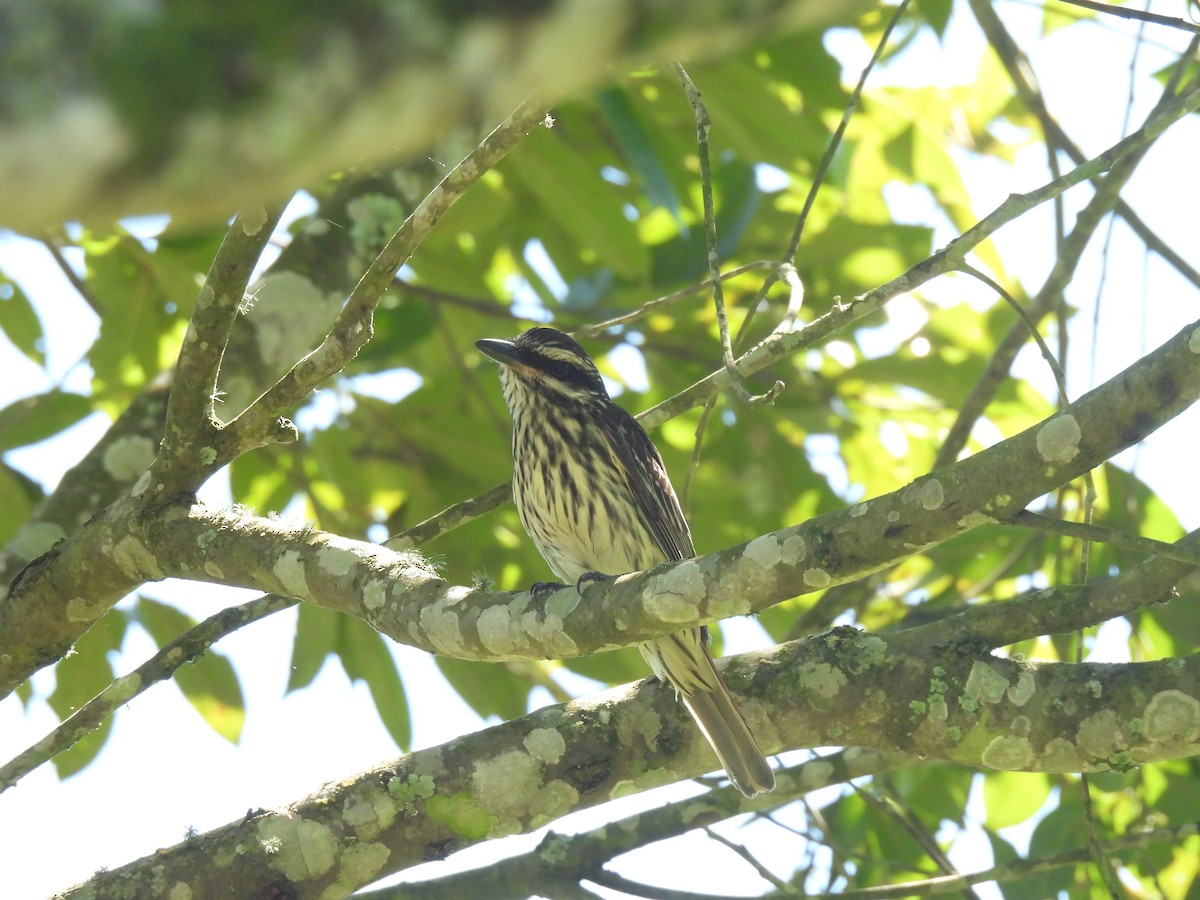 ブチタイランチョウ - ML646804599