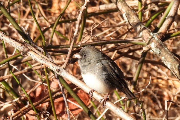 Dark-eyed Junco - ML646804602