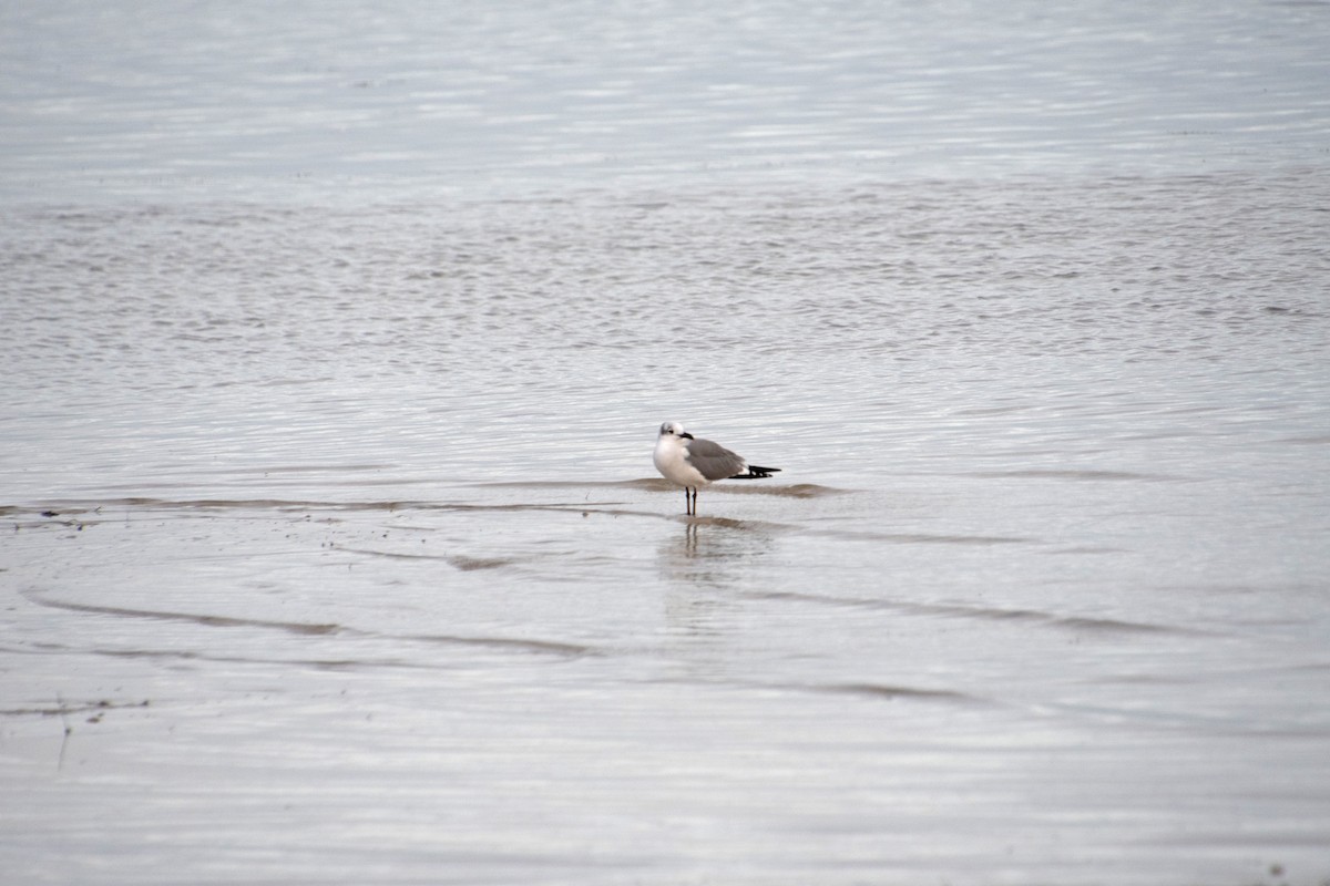 Laughing Gull - ML646804603