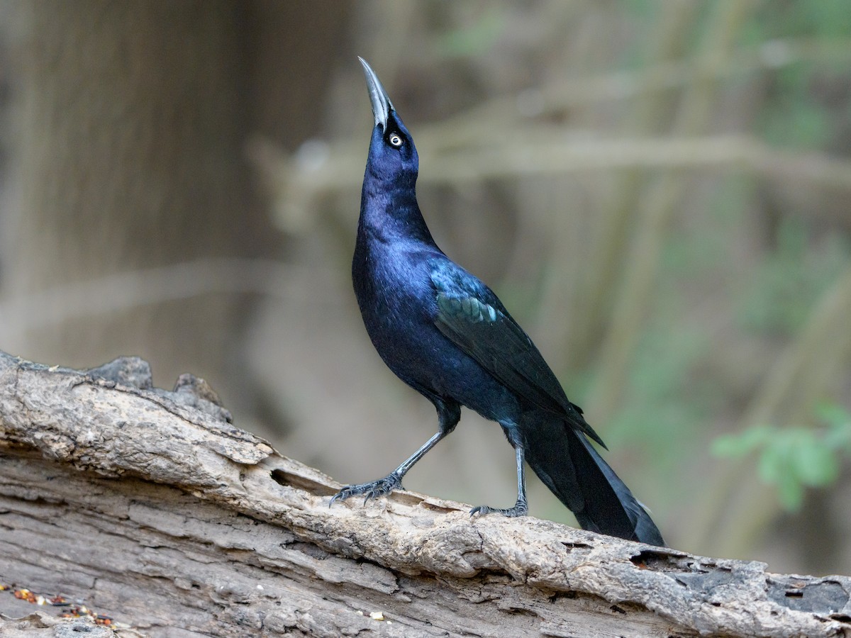 Большехвостый гракл - ML646804606