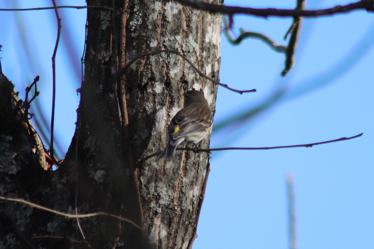 Yellow-rumped Warbler - ML646804611