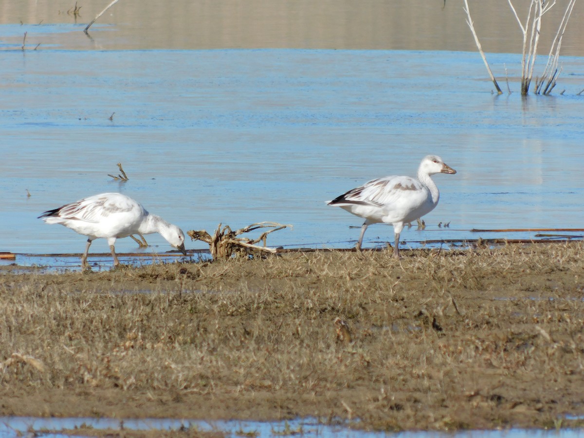 Snow Goose - ML646804612