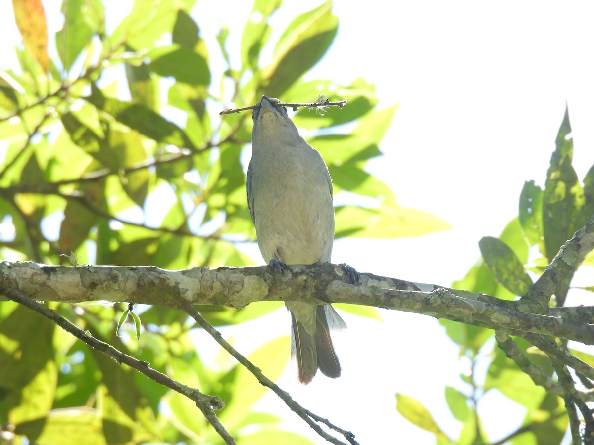 ハイガシラソライロフウキンチョウ - ML646804613