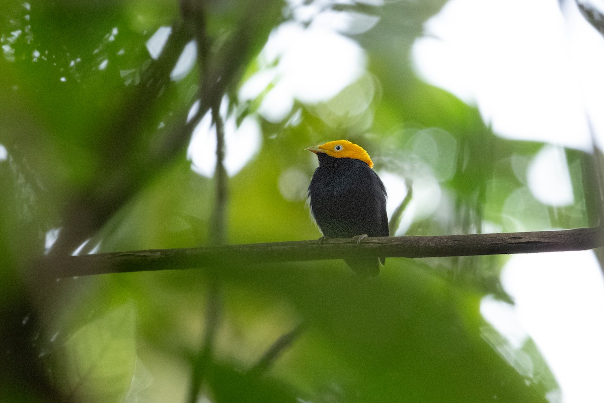 Golden-headed Manakin - ML646804617