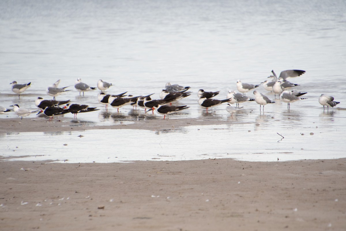 Black Skimmer - ML646804619