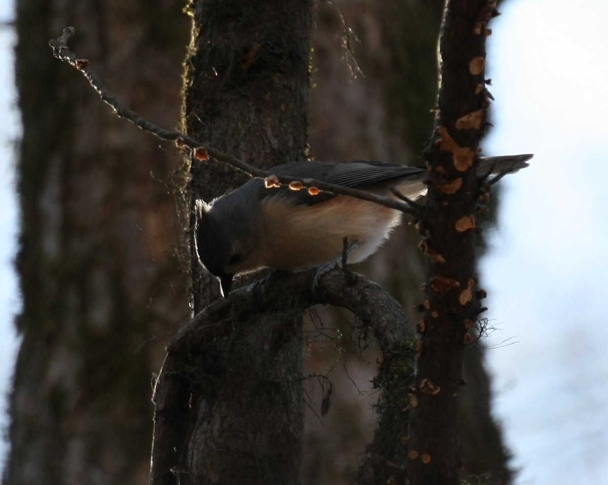 Tufted Titmouse - ML646804621