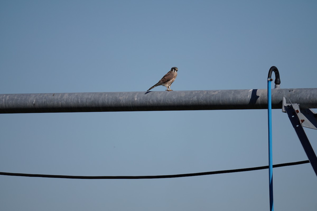 American Kestrel - ML646804622