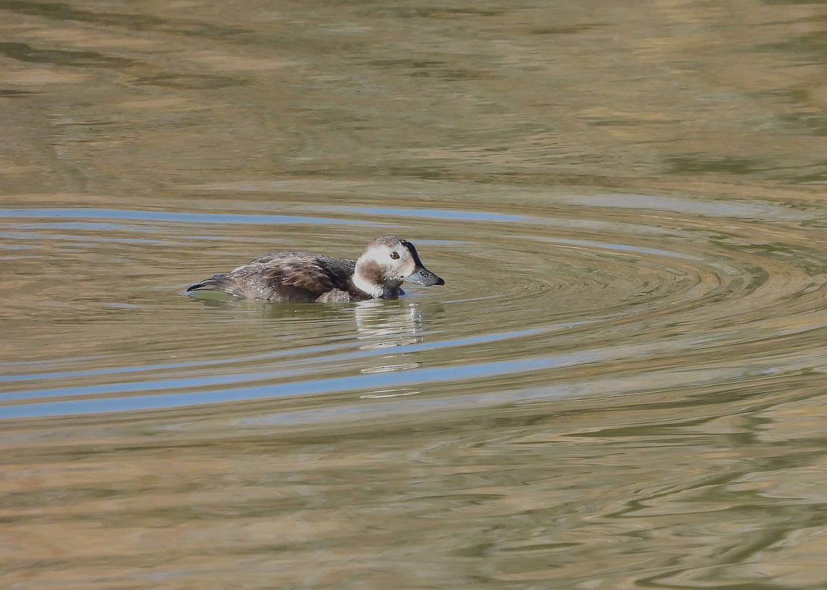 Морянка - ML646804624