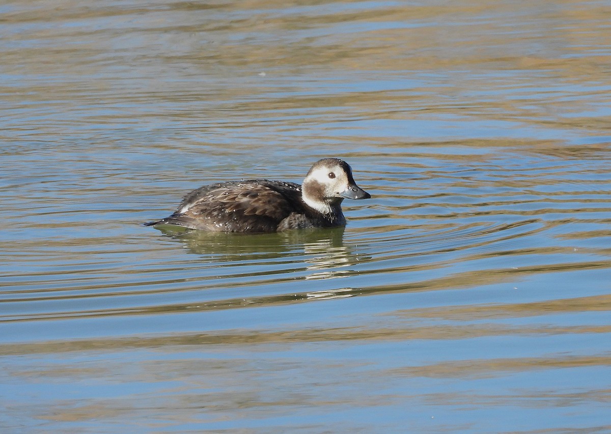 Морянка - ML646804625