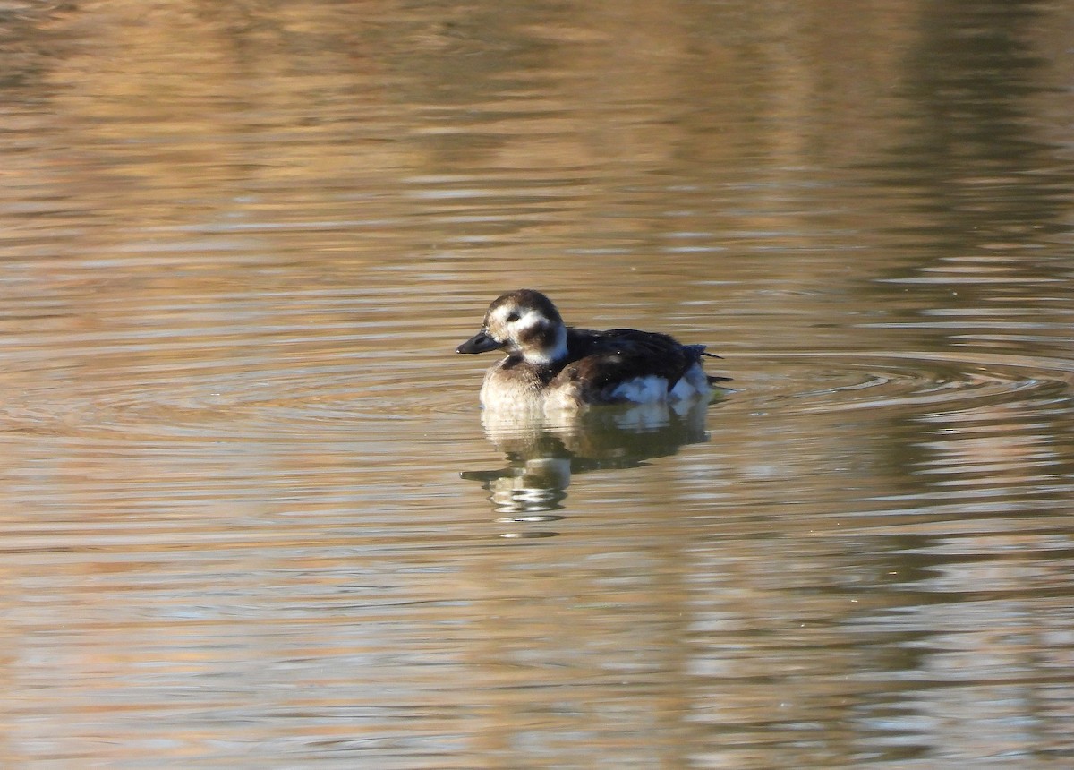 Морянка - ML646804626