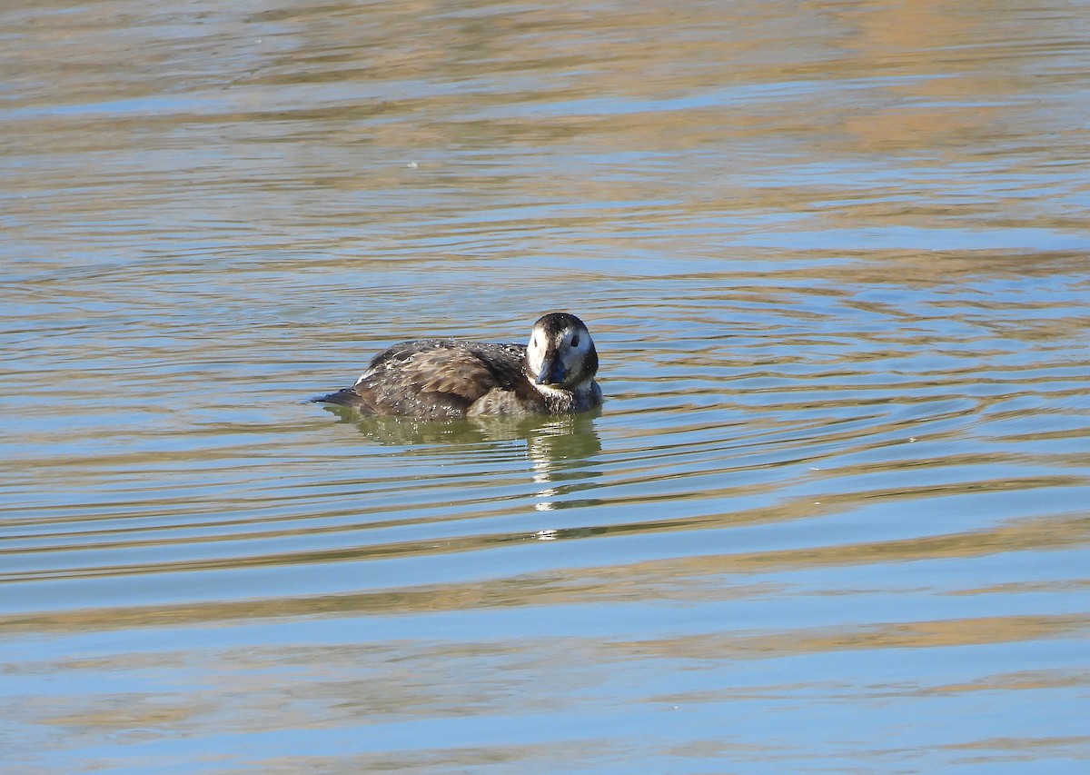 Морянка - ML646804627