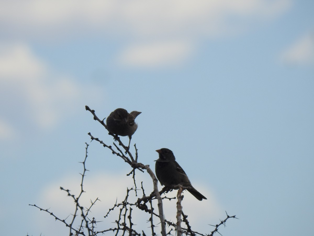 Mourning Sierra Finch - ML646804628