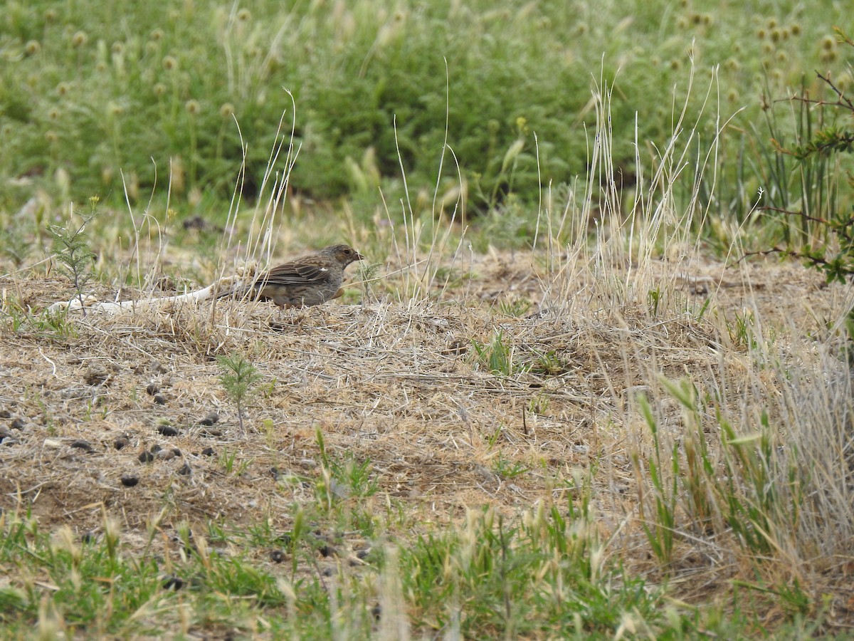 Mourning Sierra Finch - ML646804629