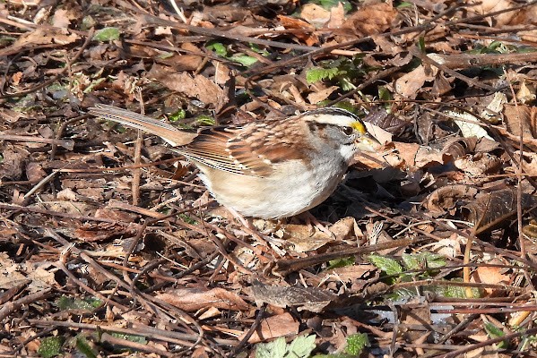 White-throated Sparrow - ML646804634