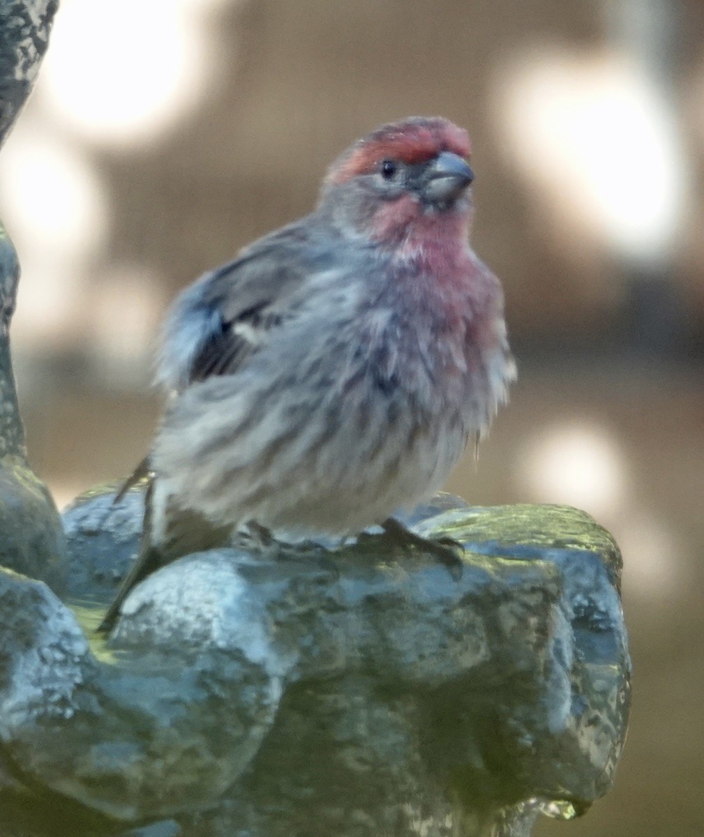 House Finch - ML646804635