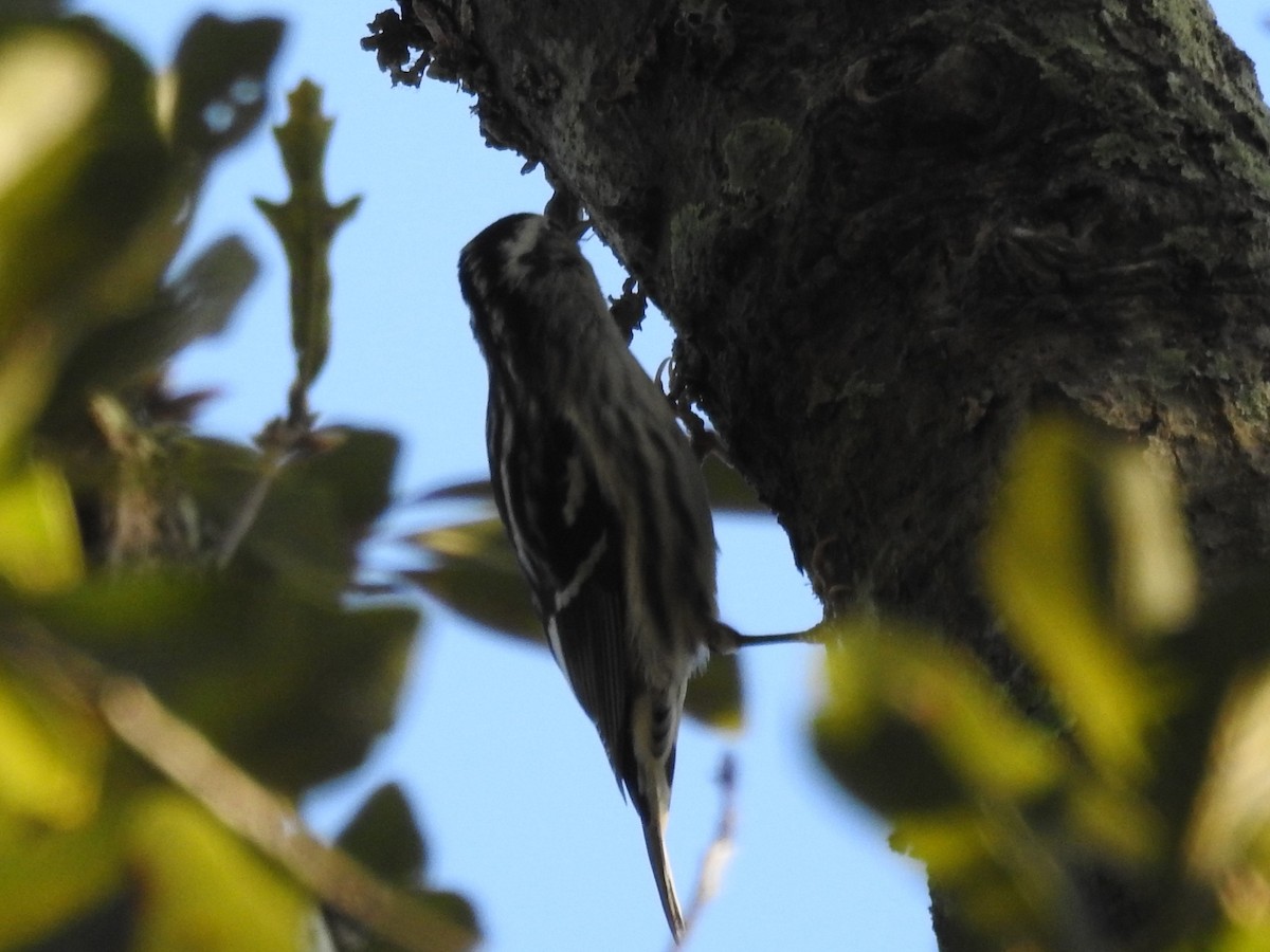 Black-and-white Warbler - ML646804636