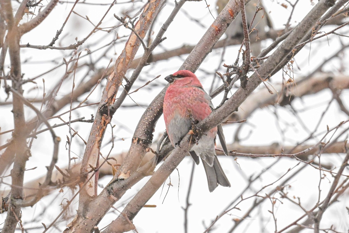 Camachuelo Picogrueso - ML646804638