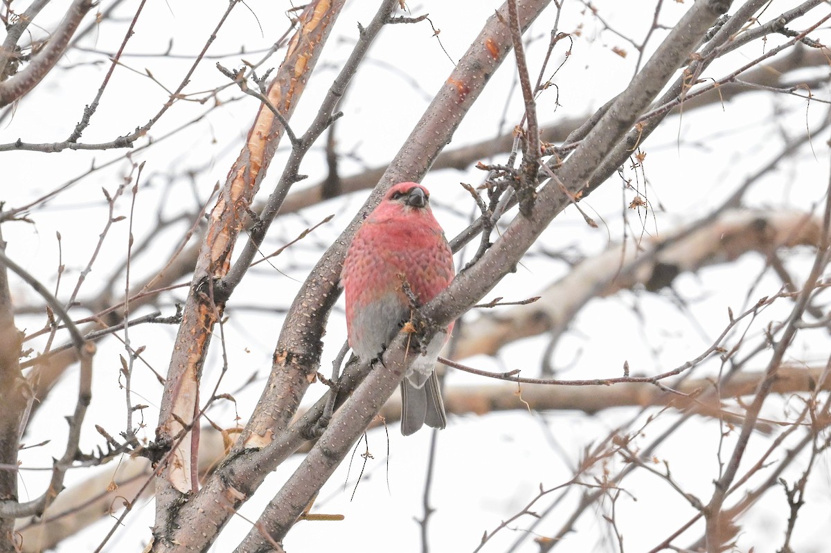 Camachuelo Picogrueso - ML646804639