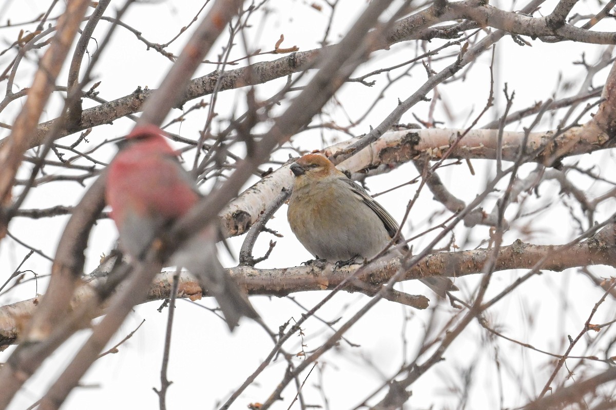 Camachuelo Picogrueso - ML646804640