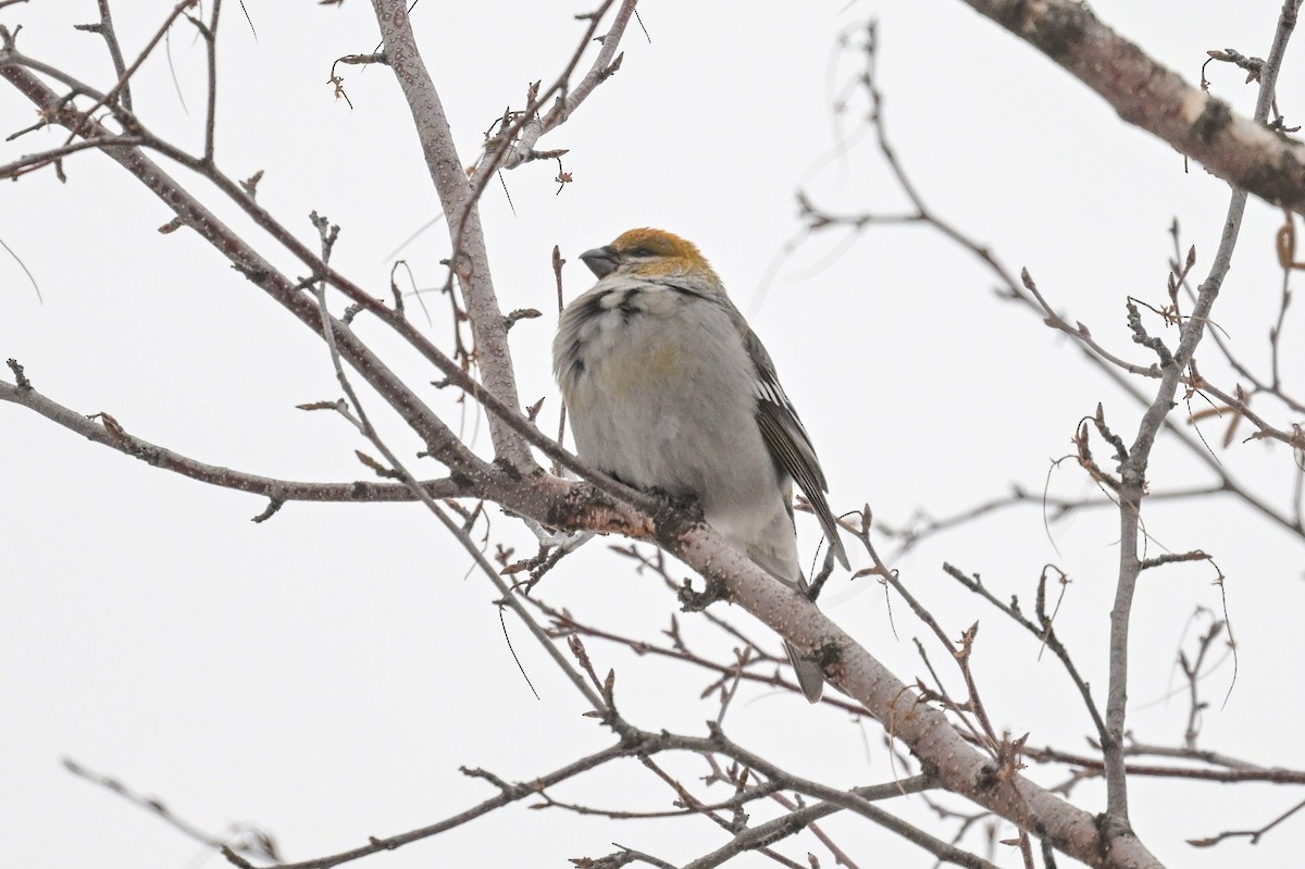 Camachuelo Picogrueso - ML646804641