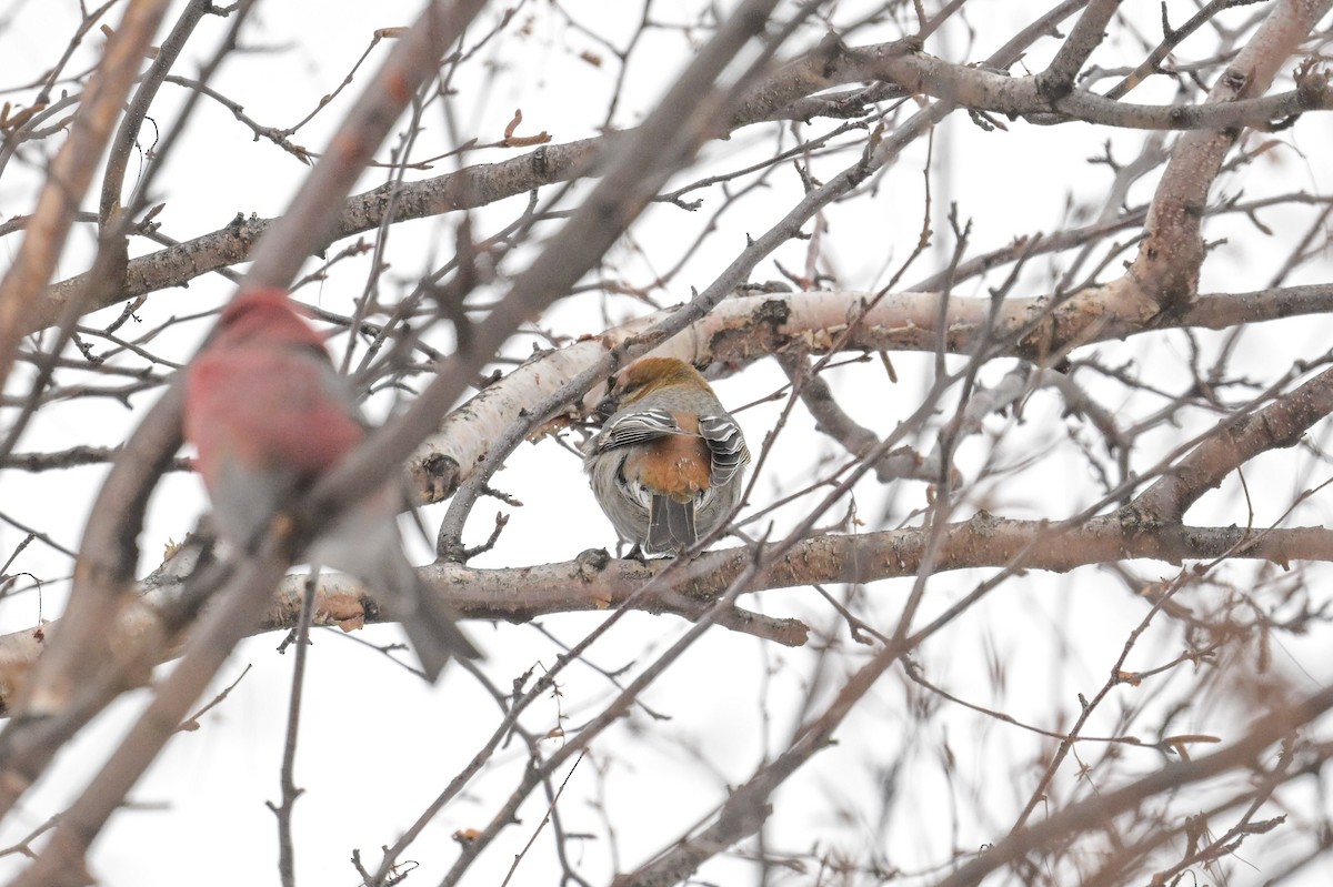 Camachuelo Picogrueso - ML646804642