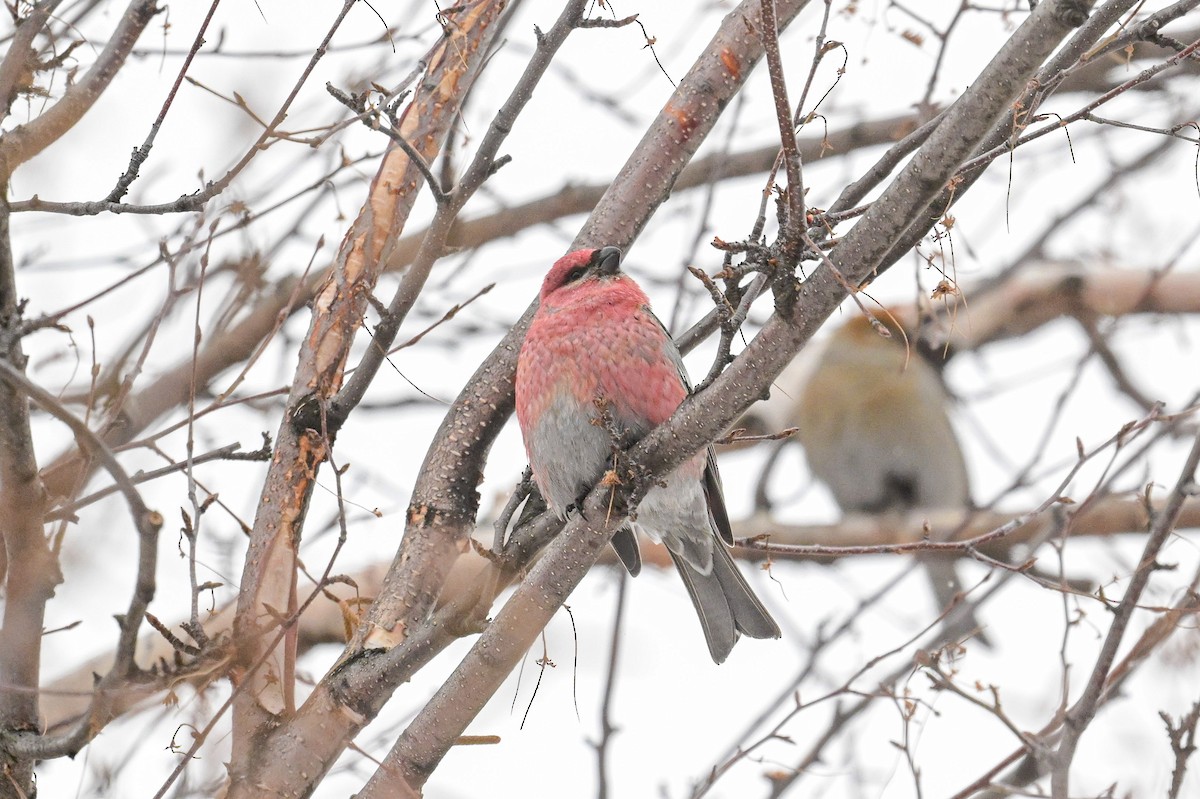 Camachuelo Picogrueso - ML646804643
