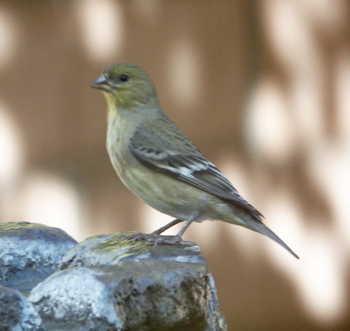 Lesser Goldfinch - ML646804645
