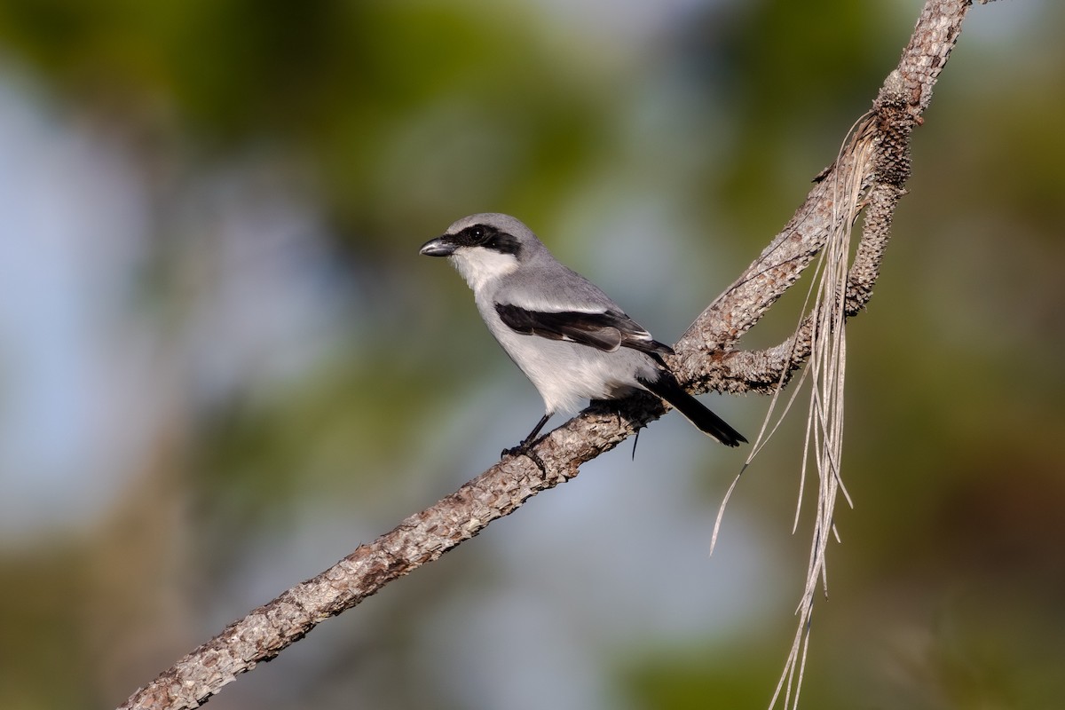 Loggerhead Shrike - ML646804646