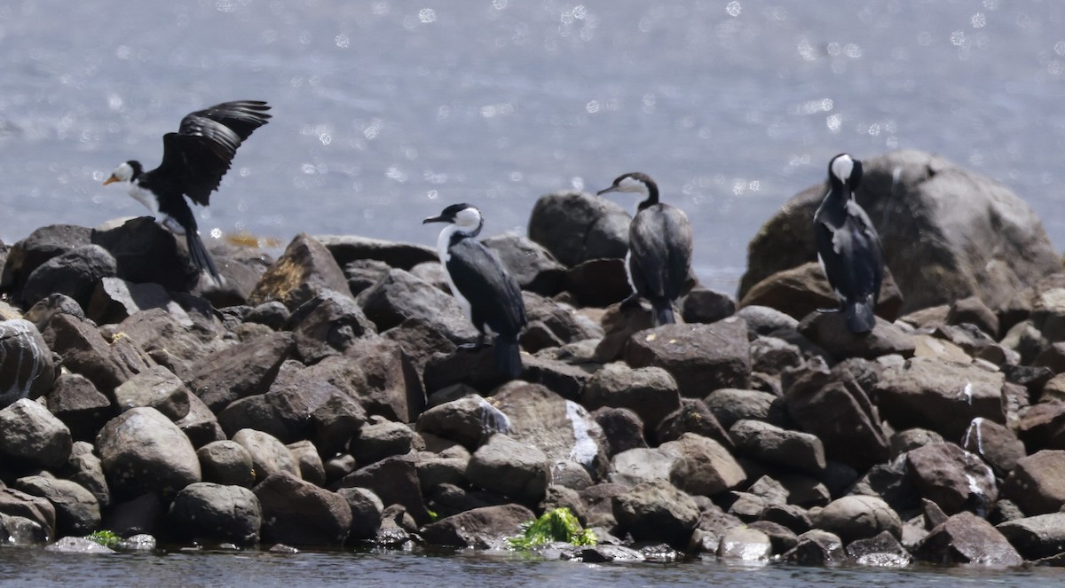 Cormoran de Tasmanie - ML646804649