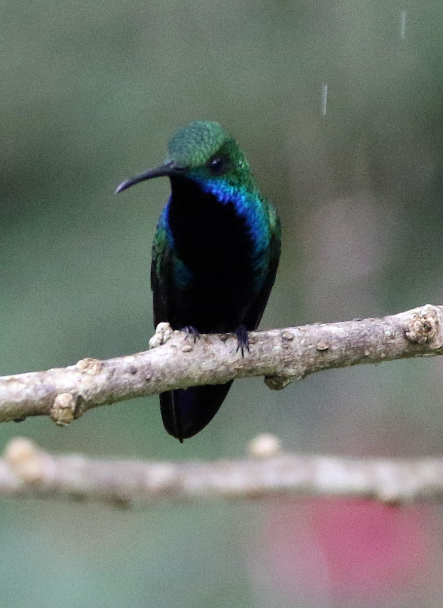 Schwarzbrust-Mangokolibri - ML646804655