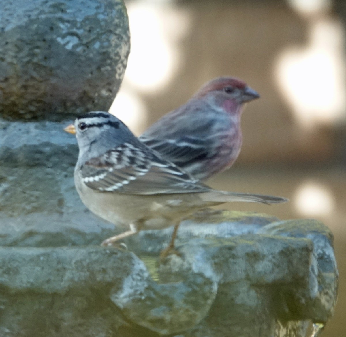 White-crowned Sparrow - ML646804656
