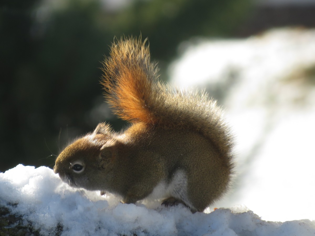 Animals - ML646804657